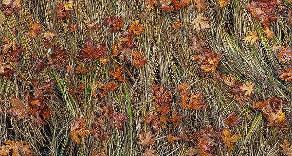 USA, Washington State, Poulsbo. Panoramic of fallen bigleaf maple leaves in grass