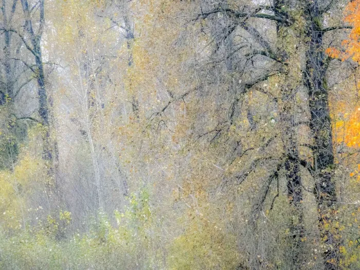 Framed Print : USA, Washington State, Preston, Cottonwoods and Big Leaf Maple trees in fall colors Framed Print : USA, Washington State, Preston, Cottonwoods and Big Leaf Maple trees in fall colors
