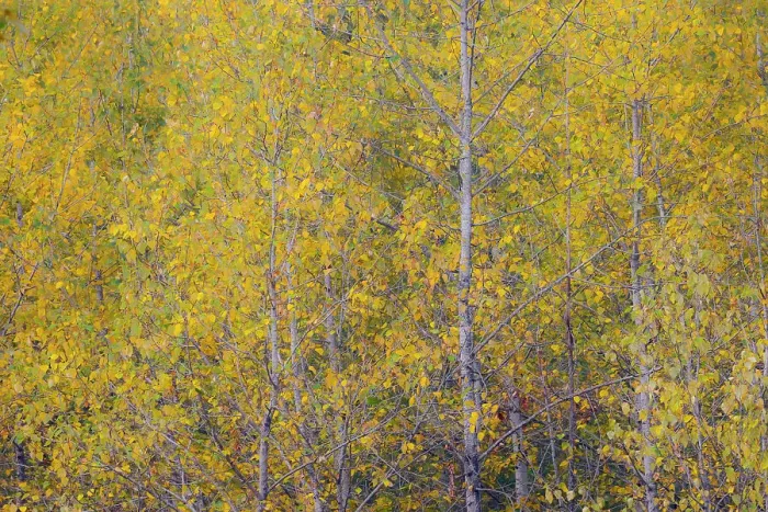 Framed Print : USA, Washington State, Preston. Golden fall colors with cottonwood trees