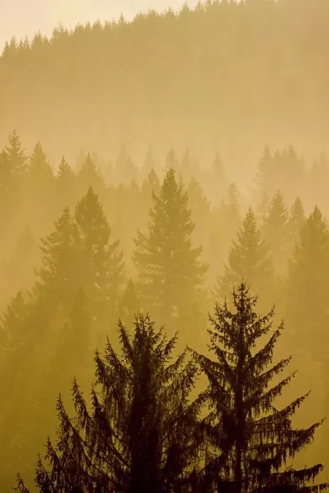 Framed Print : USA, Washington State, Preston. Evergreens layering foggy morning