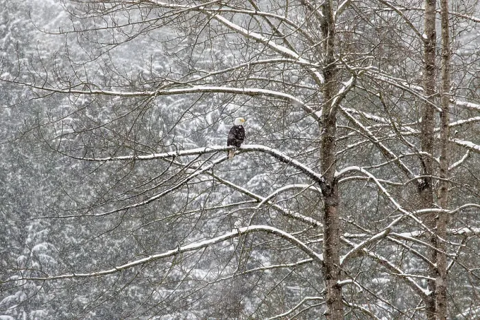 Framed Print : USA, Washington State, Preston. Winters snow fall on cottonwood trees with resting Bald Eagle Framed Print : USA, Washington State, Preston. Winters snow fall on cottonwood trees with resting Bald Eagle