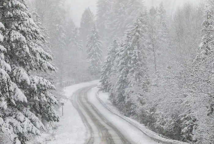 Framed Print : USA, Washington State, Preston. Winters snow fall on cottonwood trees and evergreens along snow covered road Framed Print : USA, Washington State, Preston. Winters snow fall on cottonwood trees and evergreens along snow covered road