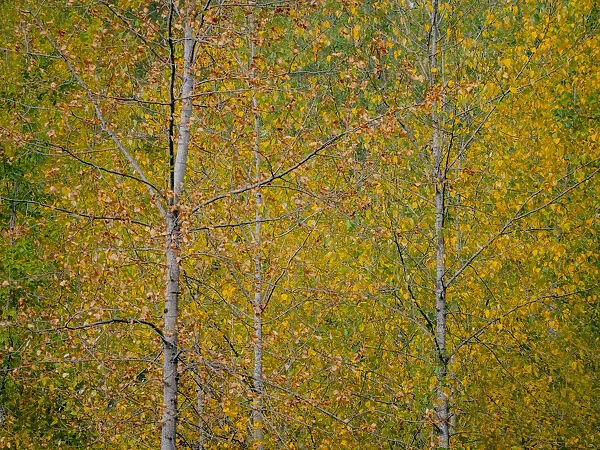 USA, Washington State, Preston and Cottonwood trees in fall colors