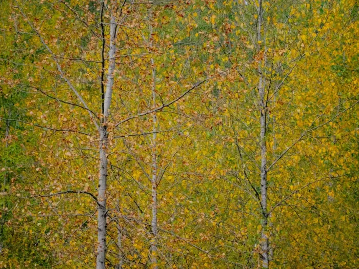 Framed Print : USA, Washington State, Preston and Cottonwood trees in fall colors Framed Print : USA, Washington State, Preston and Cottonwood trees in fall colors