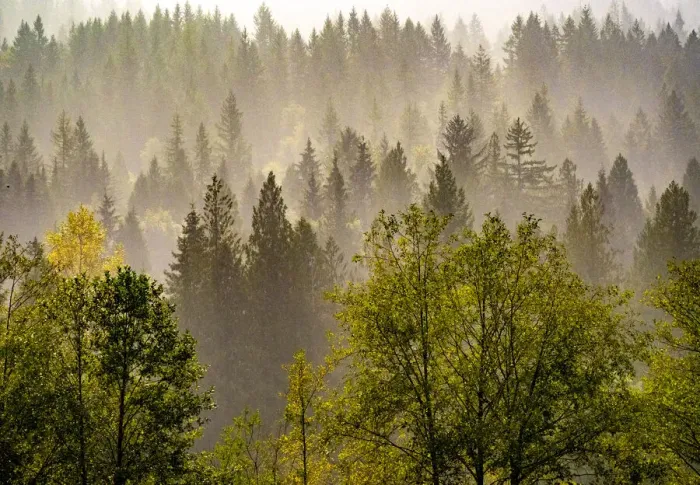 Framed Print : USA, Washington State, Preston Evergreens and Cottonwood trees lifting fog on hillside