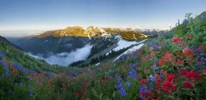 Framed Print : USA. Washington state. A profusion of Indian (scarlet) Paintbrush (Castilleja miniata) and Lupine