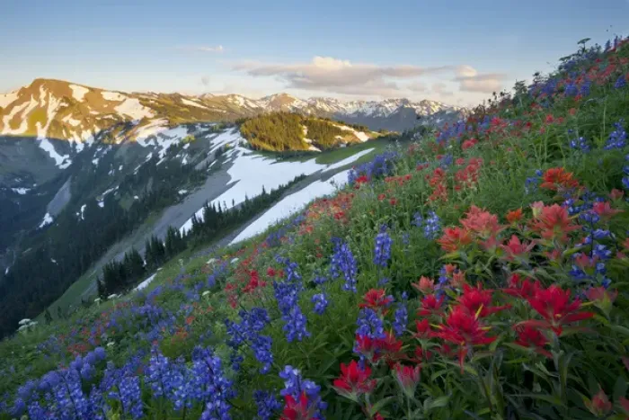 Framed Print : USA. Washington state. A profusion of Indian (Scarlet) Paintbrush (Castilleja miniata) and Lupine