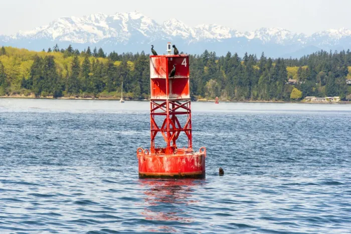 Framed Print : USA, Washington State, Puget Sound. California Sea Lions circling channel marker buoy Framed Print : USA, Washington State, Puget Sound. California Sea Lions circling channel marker buoy
