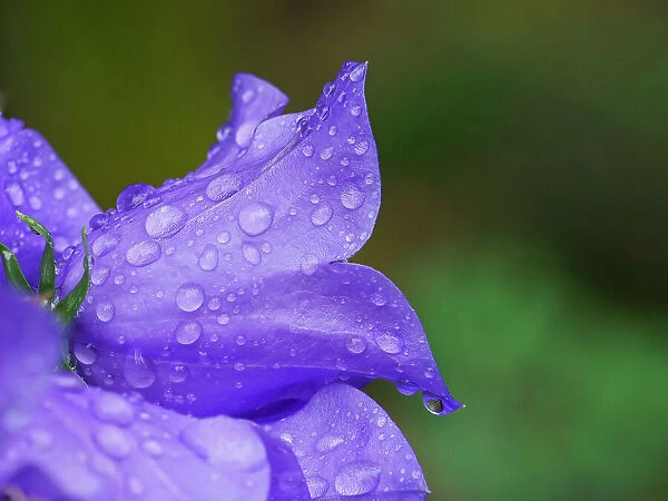 Usa, Washington State. Purple Tussock bellflower with raindrops close-up