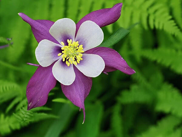 Usa, Washington State. Purple, white and yellow columbine flower in garden