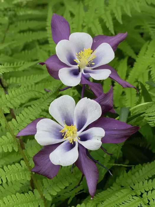 Framed Print : Usa, Washington State. Purple, white and yellow columbine and ferns in garden