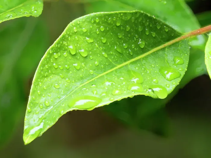 Framed Print : USA, Washington State. Raindrops on Rhododendron leaves