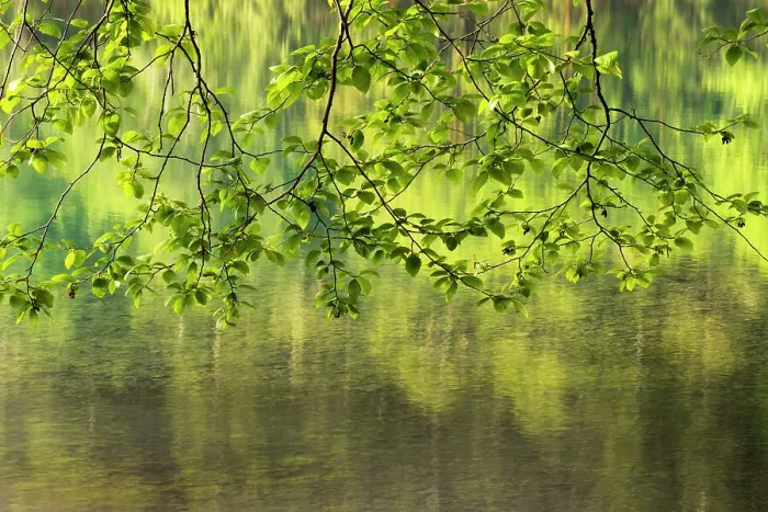 Framed Print : USA, Washington State, red alder, Alnus rubra. Branches of the red alder hang above the green reflections in the water of the lake