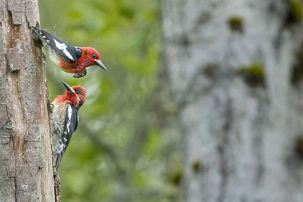 USA, Washington State. Red-breasted Sapsucker (Sphyrapicus ruber) flying from nest