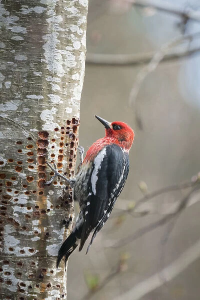 USA, Washington State. A Red-breasted Sapsucker (Sphyrapicus ruber