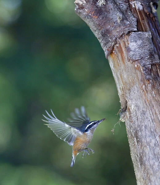 USA, Washington State. A Red-brested Nuthatch (Sitta canadensis) approaches nest