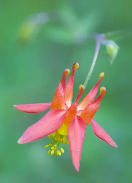 Framed Print : USA, Washington State. Red Columbine (Aquilegia Formosa) wildflower blooms against Framed Print : USA, Washington State. Red Columbine (Aquilegia Formosa) wildflower blooms against