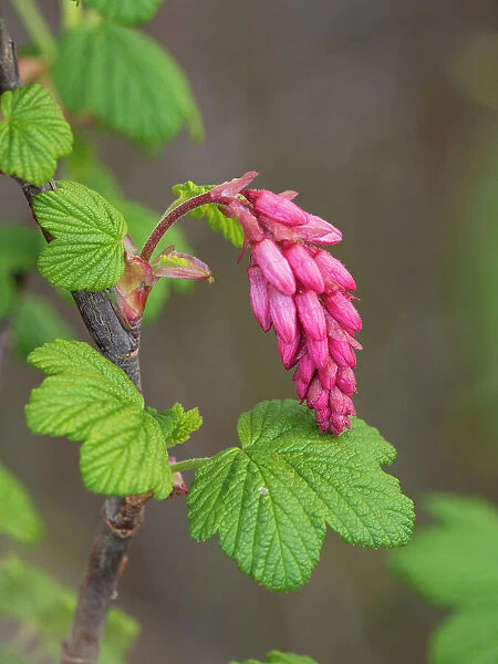 USA, Washington State. Red flowering currant
