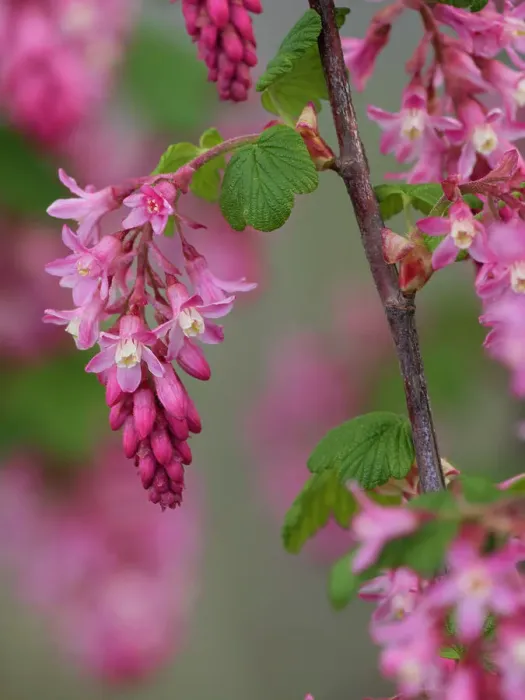 Framed Print : USA, Washington State. Red flowering currant Framed Print : USA, Washington State. Red flowering currant