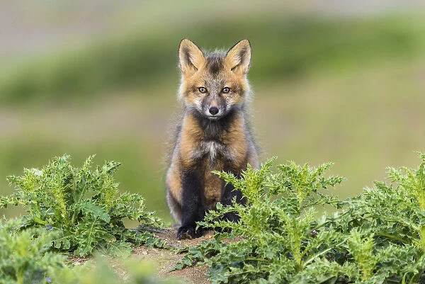 USA, Washington State. Red fox kit