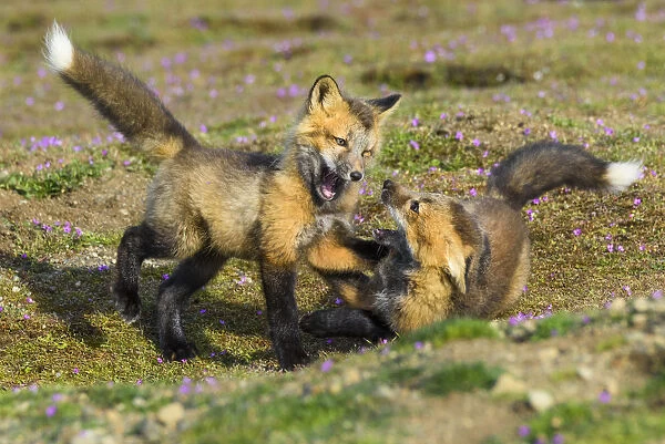 USA, Washington State. Red fox kits