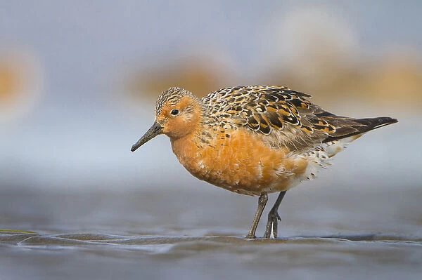 USA, Washington State. A Red Knot (Calidris canutus) in breeding plumage in spring