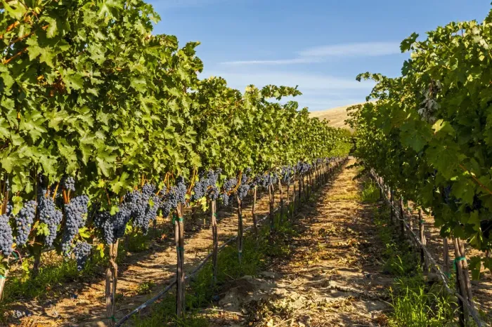 Framed Print : USA, Washington State, Red Mountain. A row of Cabernet Sauvignon grapes in a vineyard in Framed Print : USA, Washington State, Red Mountain. A row of Cabernet Sauvignon grapes in a vineyard in