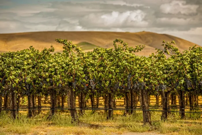 Framed Print : USA, Washington State, Red Mountain. Cabernet Sauvignon in Yakima Valley vineyard