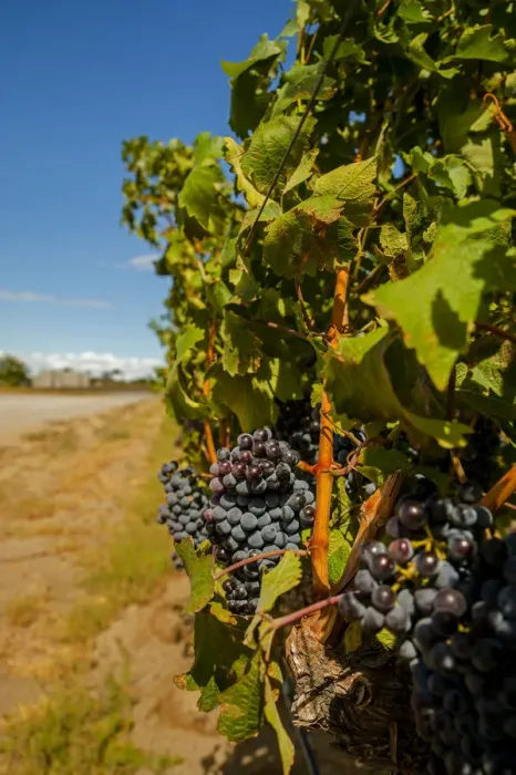 Framed Print : USA, Washington State, Red Mountain. Cabernet Sauvignon in Yakima Valley vineyard