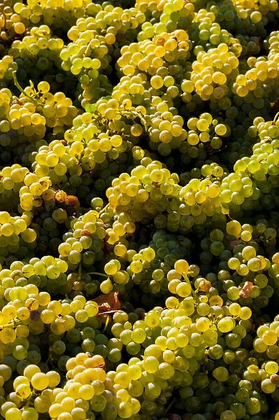 USA, Washington State, Red Mountain. Bin of Sauvignon Blanc grapes from Quintessence