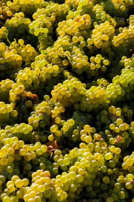 Framed Print : USA, Washington State, Red Mountain. Bin of Sauvignon Blanc grapes from Quintessence Framed Print : USA, Washington State, Red Mountain. Bin of Sauvignon Blanc grapes from Quintessence