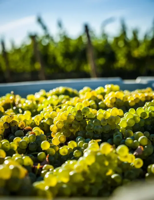 Framed Print : USA, Washington State, Red Mountain. Bin of Sauvignon Blanc grapes from Quintessence Framed Print : USA, Washington State, Red Mountain. Bin of Sauvignon Blanc grapes from Quintessence