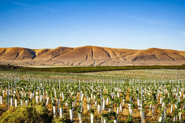 USA, Washington State, Red Mountain. New vine planting in a vineyard on Red Mountain