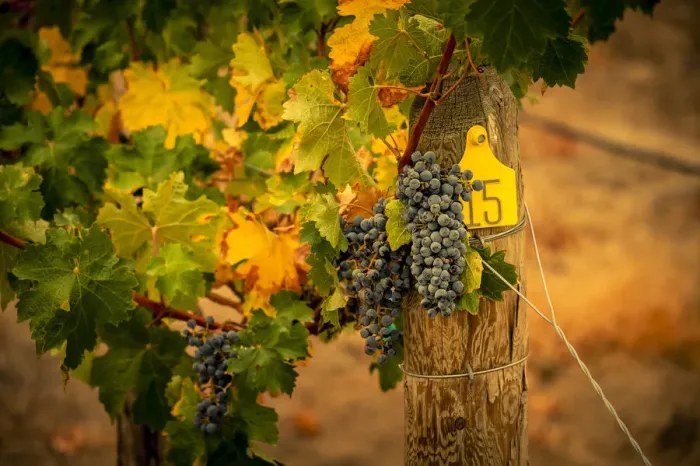 Framed Print : USA, Washington State, Red Mountain. Cabernet Sauvignon grapes Framed Print : USA, Washington State, Red Mountain. Cabernet Sauvignon grapes