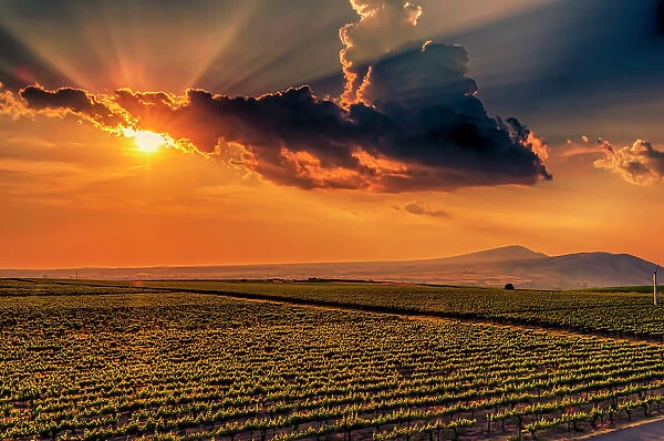 USA, Washington State, Red Mountain. Sunset over Kiona Winery and Vineyards on Red Mountain. with Rattlesnake Mountain in the background.. (Editorial Use Only)