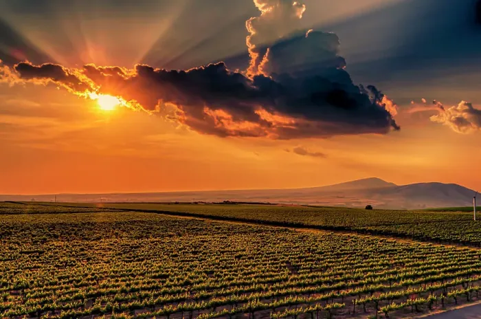 Framed Print : USA, Washington State, Red Mountain. Sunset over Kiona Winery and Vineyards on Red Mountain. with Rattlesnake Mountain in the background.. (Editorial Use Only)