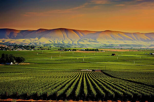 USA, Washington State, Red Mountain. Dusk on the vineyards of Red Mountain wine region with Horse Heaven Hills in the background
