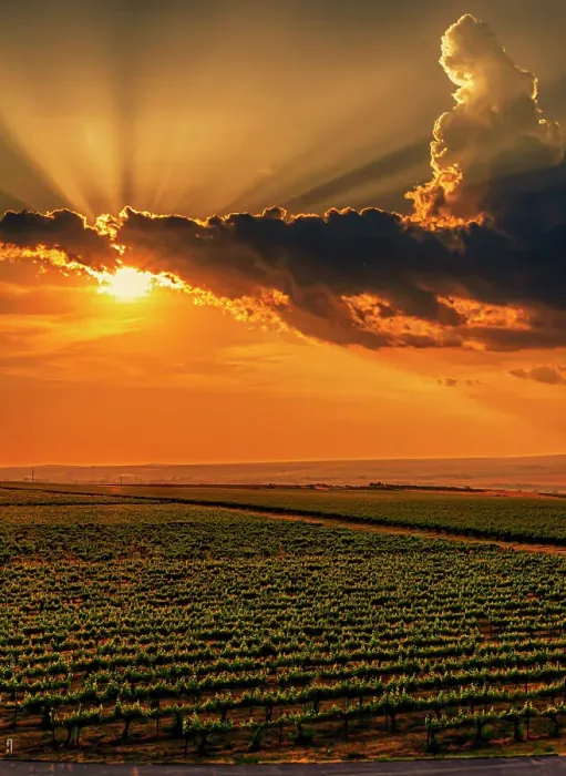 Framed Print : USA, Washington State, Red Mountain. Sunset over Kiona Winery and Vineyards on Red Mountain. (Editorial Use Only) Framed Print : USA, Washington State, Red Mountain. Sunset over Kiona Winery and Vineyards on Red Mountain. (Editorial Use Only)