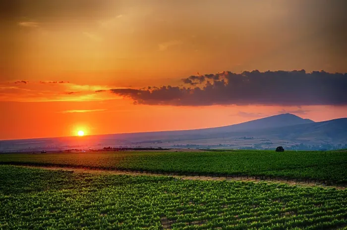 Framed Print : USA, Washington State, Red Mountain. Sunset over Kiona Winery and Vineyards on Red Mountain. (Editorial Use Only) Framed Print : USA, Washington State, Red Mountain. Sunset over Kiona Winery and Vineyards on Red Mountain. (Editorial Use Only)