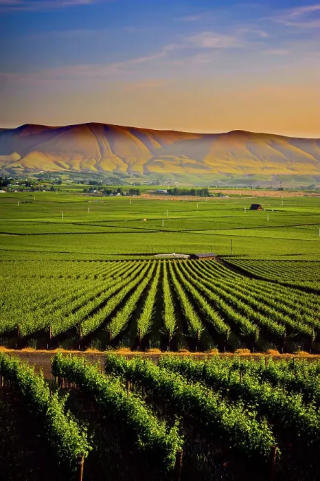 Framed Print : USA, Washington State, Red Mountain. Dusk on the vineyards of Red Mountain wine region with Horse Heaven Hills in the background Framed Print : USA, Washington State, Red Mountain. Dusk on the vineyards of Red Mountain wine region with Horse Heaven Hills in the background