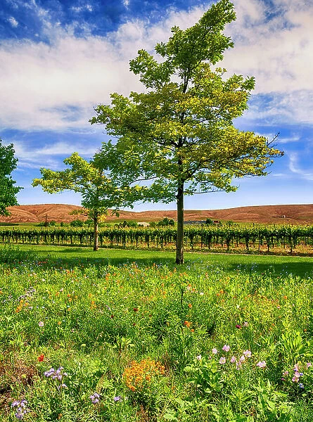 USA, Washington State, Red Mountain. Spring flowers border a vineyard in Washington's Yakima Valley