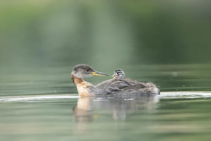 Framed Print : USA, Washington State. A Red-necked Grebe (Podiceps grisegena