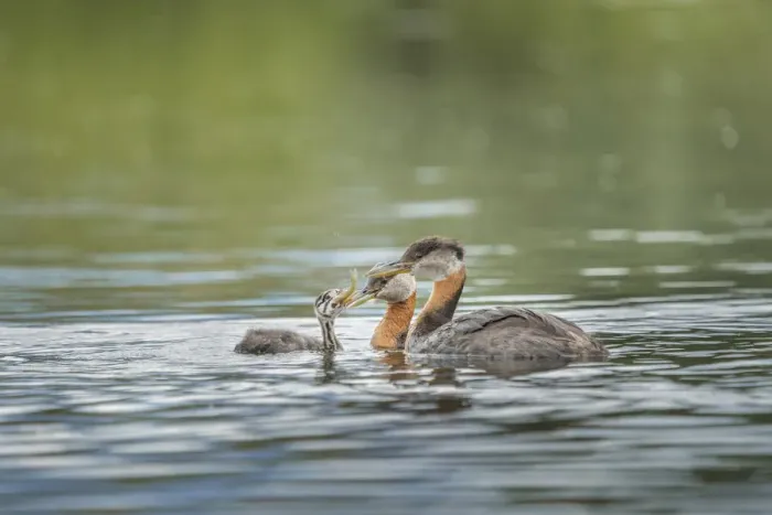 Framed Print : USA, Washington State. A Red-necked Grebe (Podiceps grisegena Framed Print : USA, Washington State. A Red-necked Grebe (Podiceps grisegena
