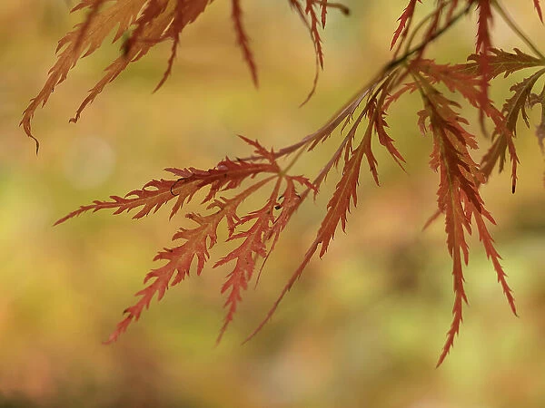 Usa, Washington State, Renton. Japanese maple in autumn