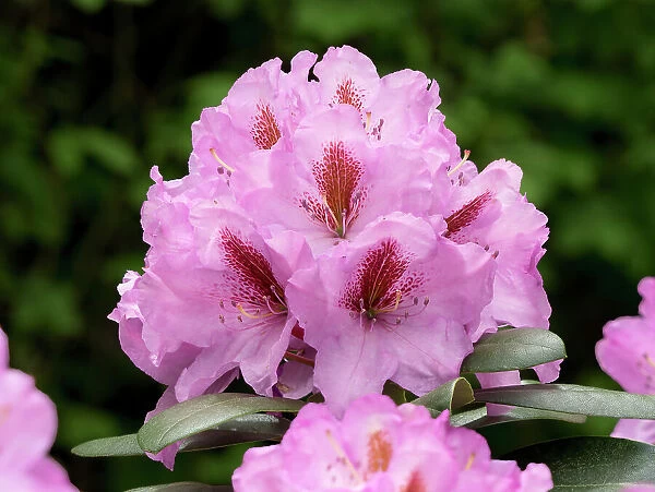 USA, Washington State. Rhododendron flower