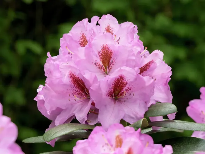 Framed Print : USA, Washington State. Rhododendron flower Framed Print : USA, Washington State. Rhododendron flower