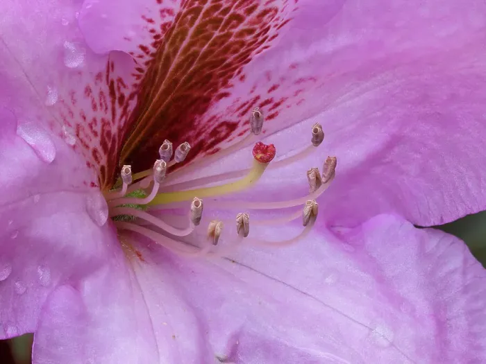 Framed Print : USA, Washington State. Rhododendron flower Framed Print : USA, Washington State. Rhododendron flower