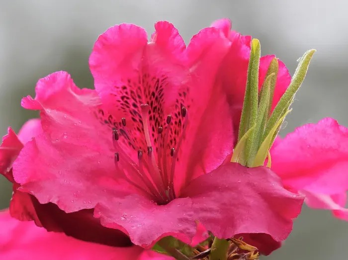 Framed Print : USA, Washington State. Rhododendron flower Framed Print : USA, Washington State. Rhododendron flower