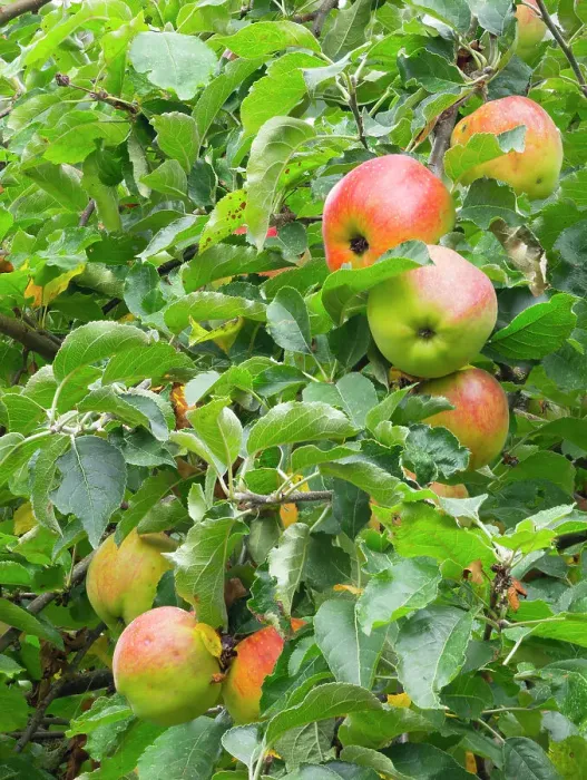 Framed Print : USA, Washington State. Ripe apples hanging on tree limbs Framed Print : USA, Washington State. Ripe apples hanging on tree limbs