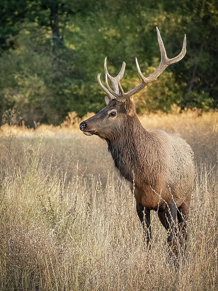 Usa, Washington State, Roslyn. Bull Roosevelt Elk in grass